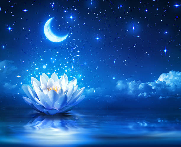 Blue Lotus Shining in the night light