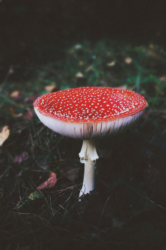 History of Amanita Muscaria