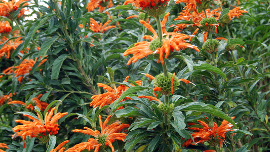 Wild Dagga: A Potential Cannabis Alternative