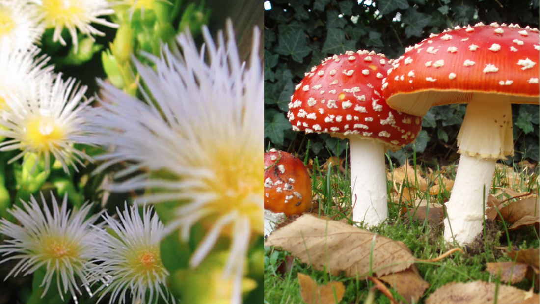 How Botanicals Like Kanna and Amanita Muscaria Support the Mind-Body Connection