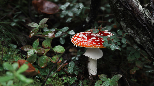 Quick Botanical Solutions for Everyday Stress