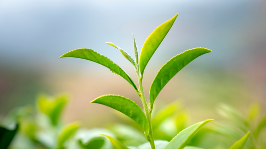 Why the Future of Mental Health Is Plant-Based