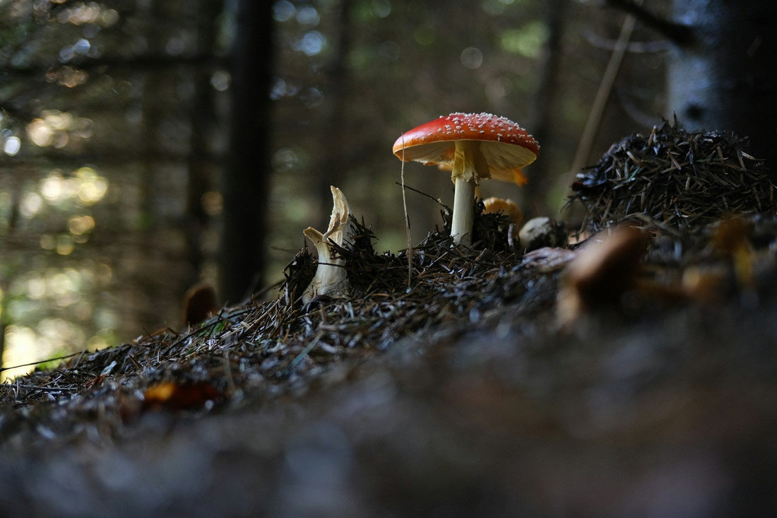 Amanita mushroom on the forest floor