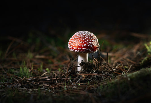 Amanita mushroom growing in the forest