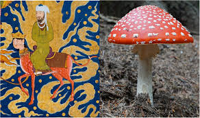 What Is Amanita Muscaria? A Beginner’s Guide to the Iconic Mushroom