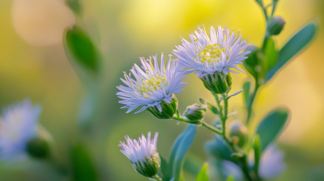 Close-up of a kanna plant