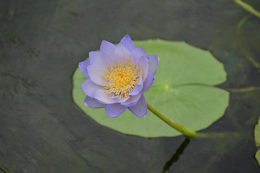 Blue lotus on a pond