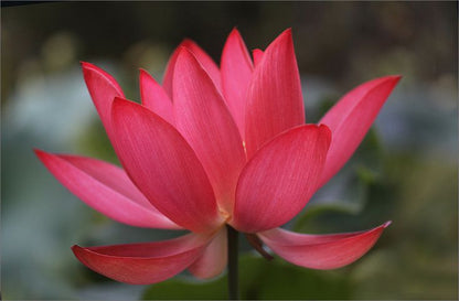 A Closeup Image of Red Lotus Flower